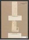 Pleurosigma attenuatum var. caspium (Kuetz.) W.Sm. (de-Toni-Nr.: Genus 13, Species 1062) Zeichnungen Sammlung Grunow Nr. 1911 (NHMW-BOT-W0369034)